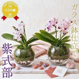 胡蝶蘭 青『ミニ胡蝶蘭 「紫式部 ガラス鉢・陶器鉢仕立て」』父の日 お誕生日 胡蝶蘭 ガラス鉢 飾りやすい 希少な青色ミニ胡蝶蘭 和風 プレゼント 胡蝶蘭が好きな方へのお祝いにも 花【贈】