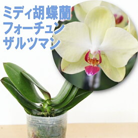 今ならつぼみ、または花付き！--　洋ランの苗『ミディ胡蝶蘭 黄色 「フォーチュンザルツマン」【花咲く苗セット】』胡蝶蘭 植え替え セット 花鉢洋ランの育て方の説明書付き
