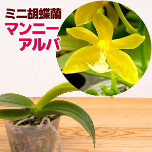 苗 花の人気商品 通販 価格比較 価格 Com