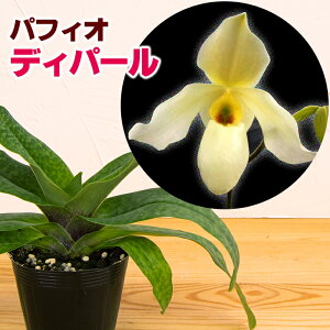 苗 花の人気商品 通販 価格比較 価格 Com