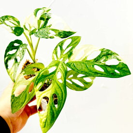 『モンステラ アダンソニー 斑入り』マドカズラ バリエガータ 希少観葉植物 2.5号ポット鉢 ミニ観葉室内向 苗セット　穴あき×白斑！人気急上昇中のモンステラ斑入り