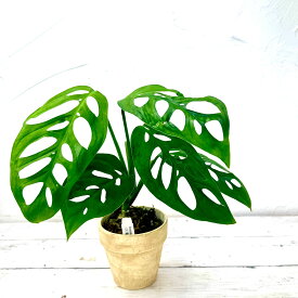 『モンステラ エピプレムノイデス』原種 レア観葉植物 3号ポット鉢 ミニ観葉室内向 苗セット モンステラの原種系！繊細で希少な美株