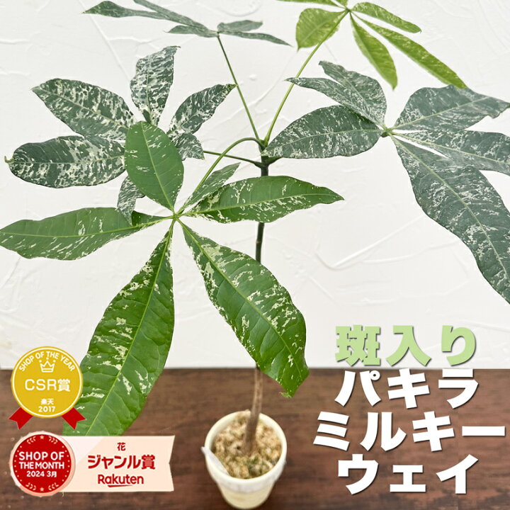 楽天市場】『「パキラ ミルキーウェイ」実生苗 斑入り 』2.5号ポット鉢 
