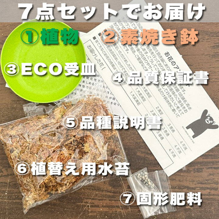 楽天市場】『ビカクシダ（コウモリラン）ウィリンキー』3号水苔ポット 