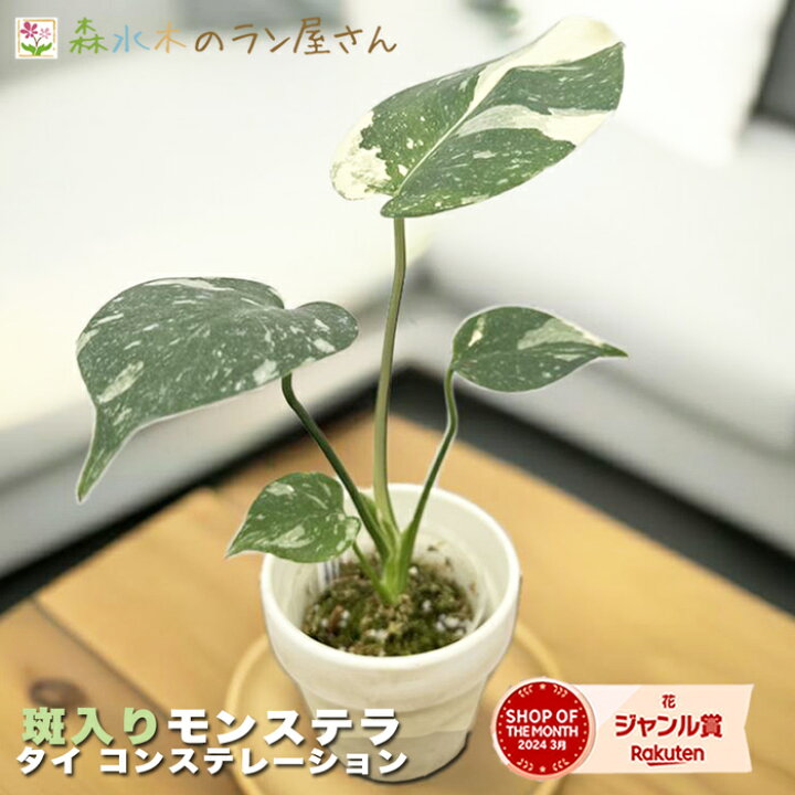楽天市場】『斑入りモンステラ「タイ コンスタレーション」』 2.5号 