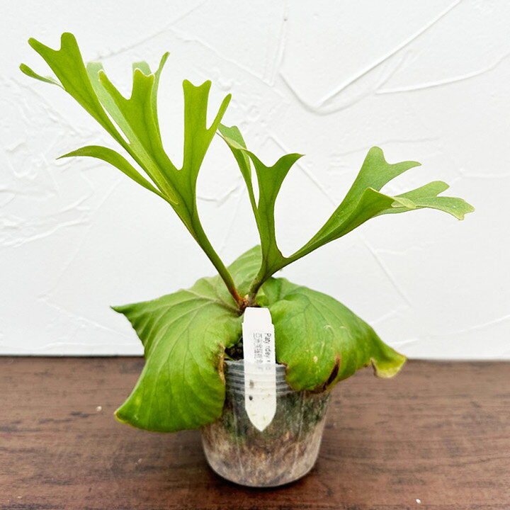 楽天市場】『ビカクシダ（コウモリラン）リドレイ』Platy. ridleyi 3号  