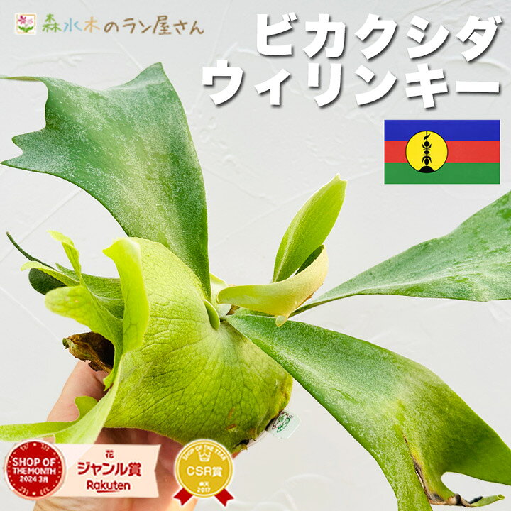 楽天市場】『ビカクシダ（コウモリラン）ウィリンキー』Platycerium 