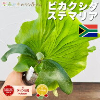 楽天市場】ビカクシダ リドレイ（種類（植物）ビカクシダ（コウモリ 