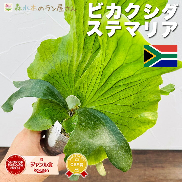 楽天市場】『ビカクシダ（コウモリラン）ステマリア』Platycerium 
