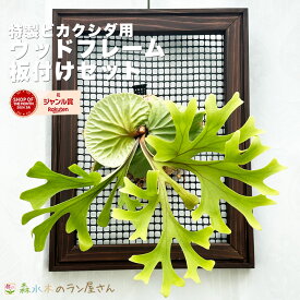 ビカクシダ（コウモリラン）用資材 『着生植物用 ウッドフレーム「板付け7点セット」』【材】(背面付きフレーム/水苔/テグス紐/固定用フック/吊り下げ用金具/説明書(st)届いてすぐ始められる全部揃ったおしゃれな栽培セット 板付 吊り下げ 着生ラン 観葉植物