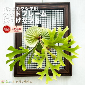 rJNV_iREjp wAp Ebht[ut7_Zbgvxyށz(wʕtt[//eOXR/ŒptbN/݂艺p/(st)͂Ăn߂