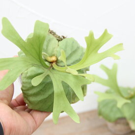 『ビカクシダ（コウモリラン）リドレイ』2号 3号水苔ポット鉢板付けサイズ 観葉植物 鹿角シダ 栽培 苗セット