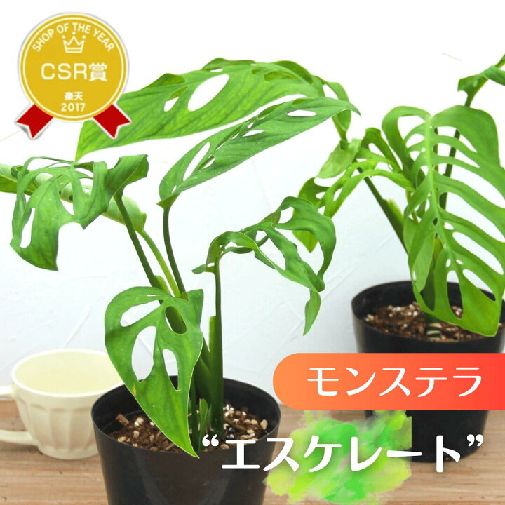 楽天市場】限定8鉢！『モンステラ エスケレート』Monstera esqueleto 3 