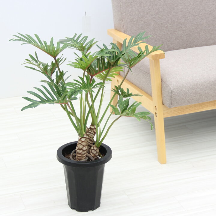 楽天市場】限定1鉢！『フィロデンドロン・クッカバラ』Philodendron 
