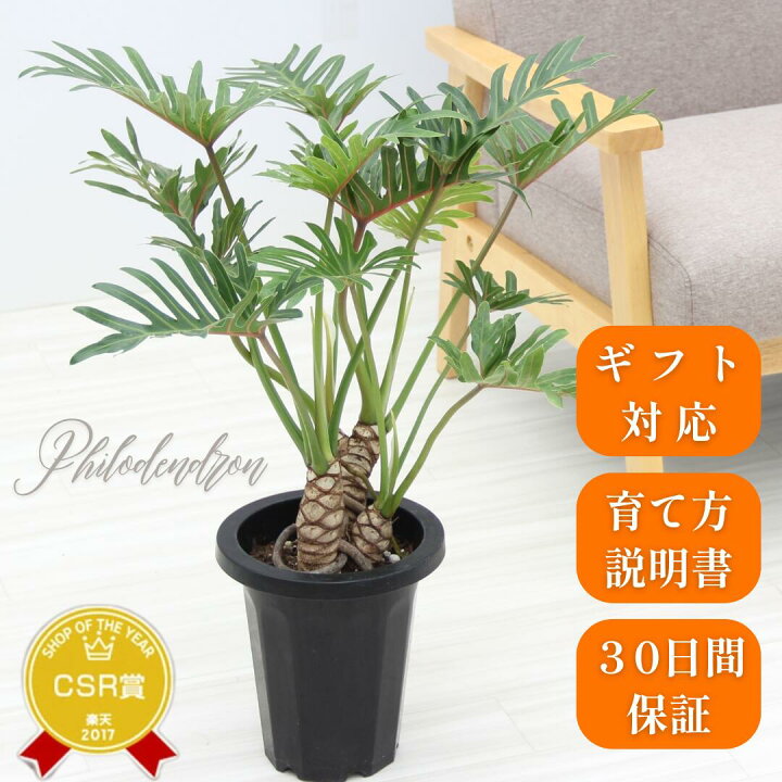 楽天市場】限定1鉢！『フィロデンドロン・クッカバラ』Philodendron 