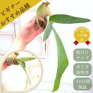 wrJNV_EzCg&VCxRE 2.5ۃ|bg tTCY ɐB Ă₷ S҂ɂ ϗtA O[ CeA 荢 pV_ cZb