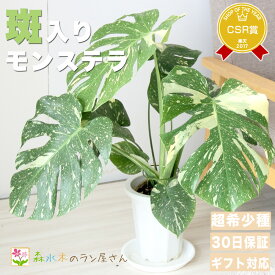 『斑入りモンステラ デリシオーサ タイコンスタレーション 6号株仕立て』【少量限定販売】希少観葉植物 鉢植え お部屋 誕生日 開店祝い 新築祝い 結婚祝い 記念日 開院祝い 移転祝い 送料無料