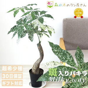 wpL ~L[EFC 6TCYxj JXj Vzj 70`90cm Pachira glabra Milky WayȊpL@󏭂ȊϗtA ^ t ϗtA CeA Mtg 