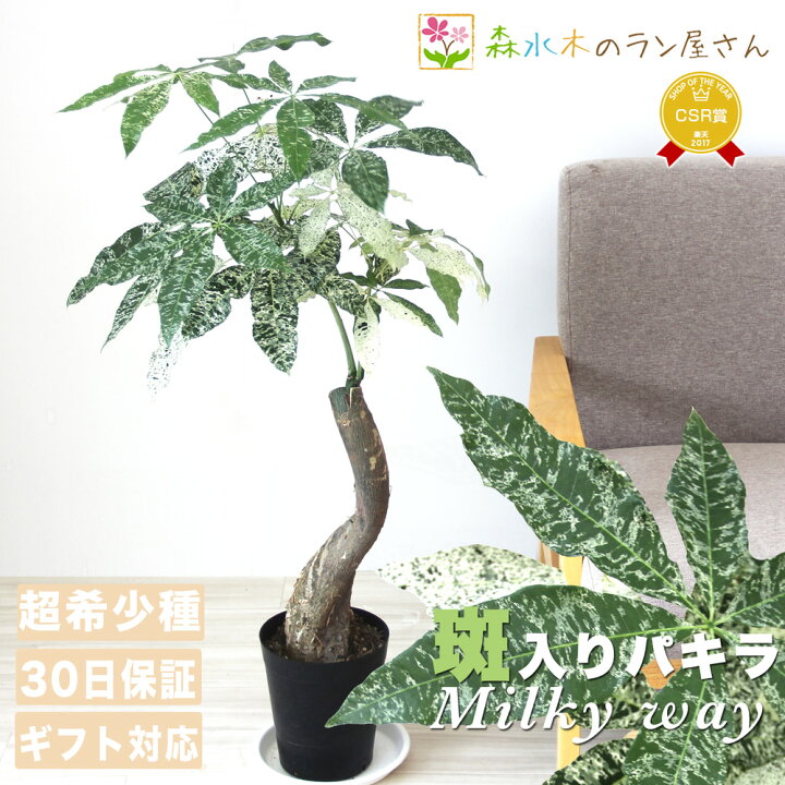 観葉植物 希少‼️ 極美品‼️ 接木 パキラ(斑入)ミルキーウェイ 捻れ 