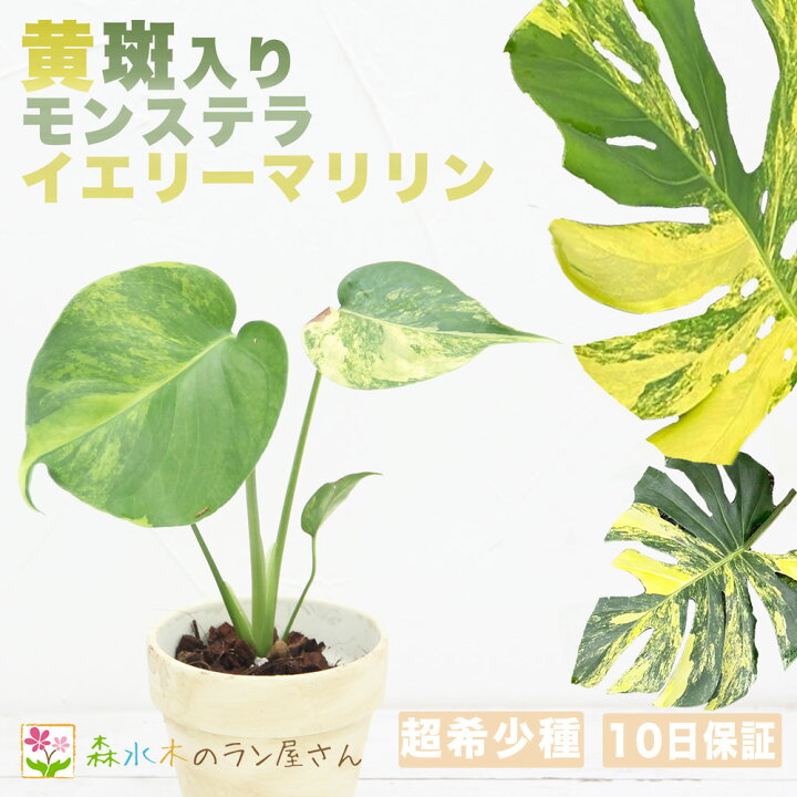 楽天市場】『モンステラ イエローマリリン』観葉植物 黄斑 3号ポット鉢 