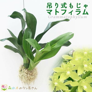 w݂莮}gtBxO}gtB Ă̖ m ϗtA ݂艺  ۋ m  O[ CeA 荢  ͔| ĕt Grammat