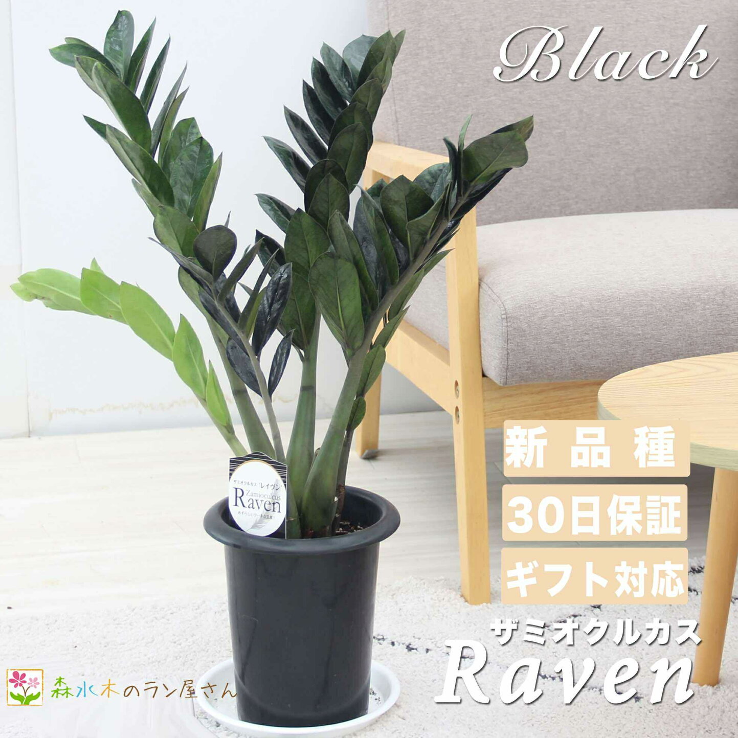 楽天市場 | 森水木のラン屋さん - ザミオクルカス・レイヴンの育て方 