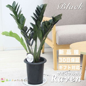wU~INJX CuxϗtA 6|bg 󏭕i t v ʌ  O[ CeA 荢  ͔| ĕt Zamioculcas zamiifolia 'Raven'