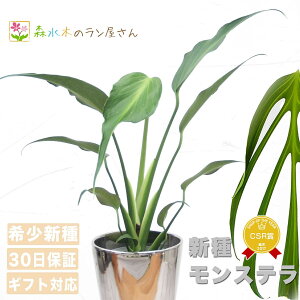 wXe o[}NXt[xMonstera 'Burle Marx's Flame 6|bg ~jϗt o[}NXtC ɐB ʌ ϗtA  O[ CeA 荢 