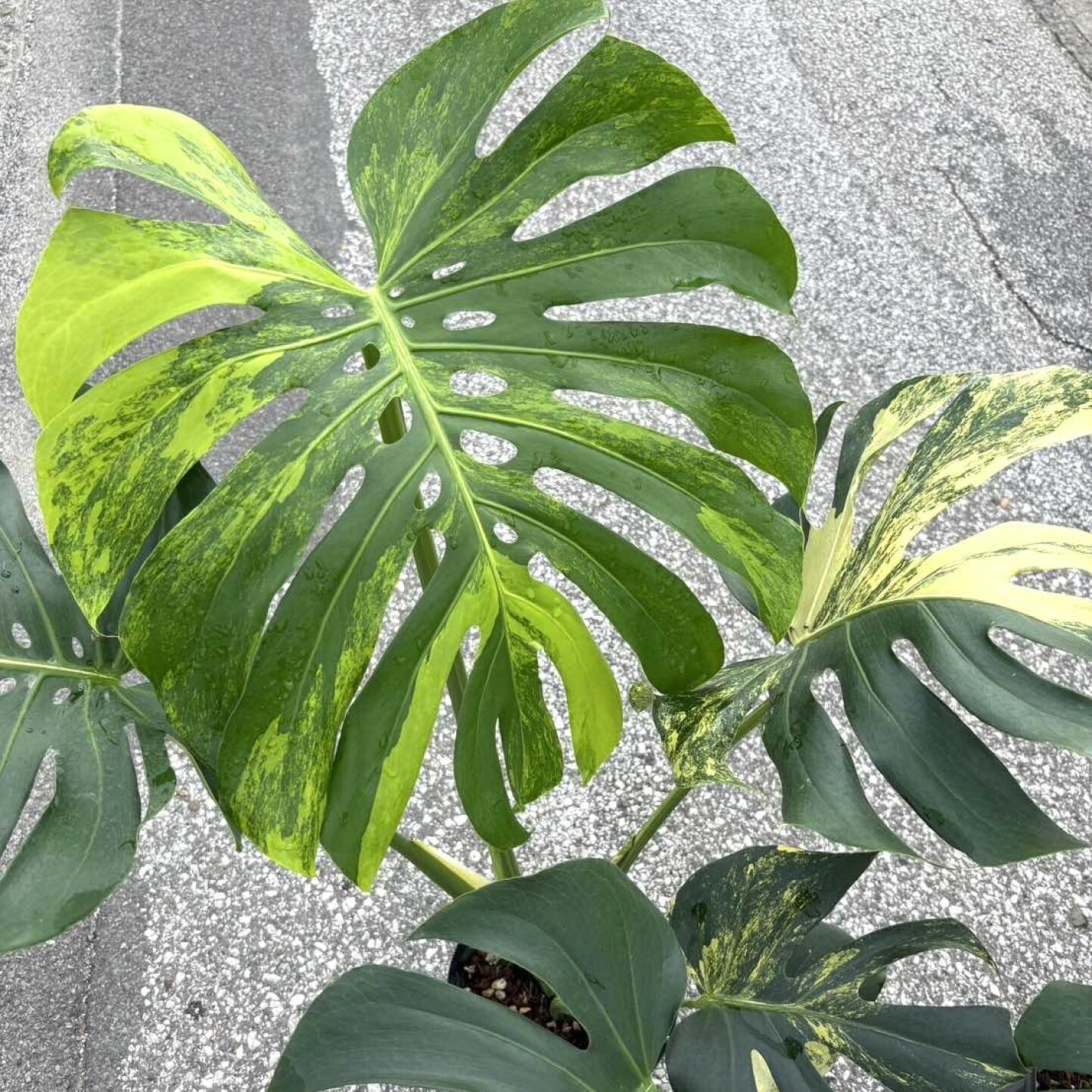 楽天市場 | 森水木のラン屋さん - モンステラ・イエローマリリンの育て 