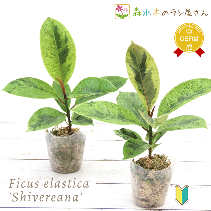 楽天市場】『フィカス・エラスティカ・シベレリアナ』Ficus elastica 
