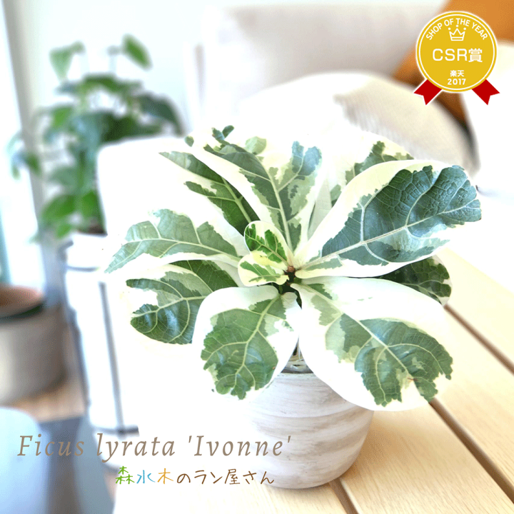 楽天市場】『フィカス・リラータ・イヴォンヌ』Ficus lyrata 'Ivonne