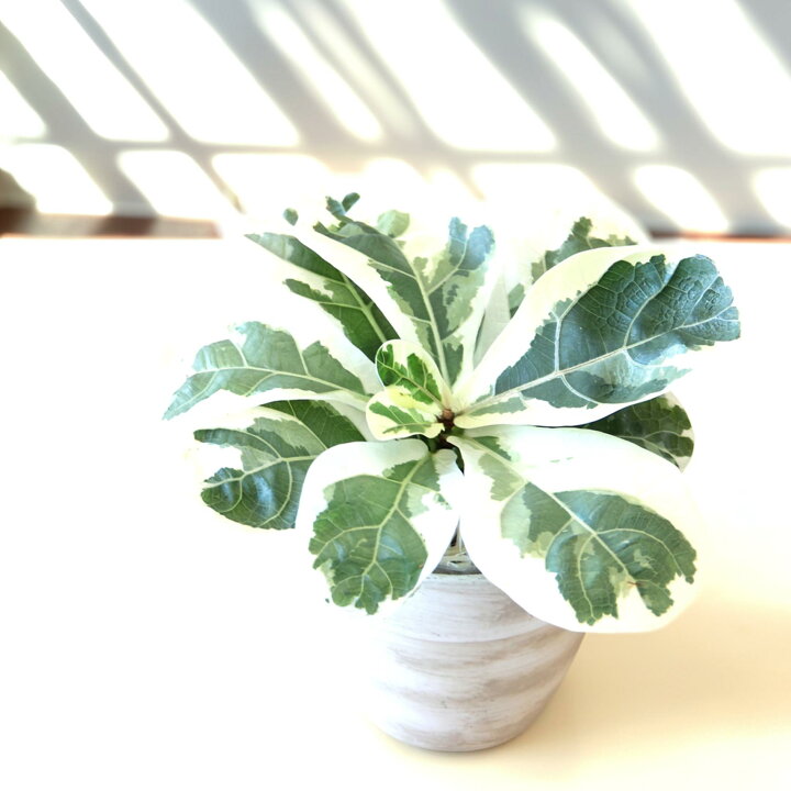 楽天市場】『フィカス・リラータ・イヴォンヌ』Ficus lyrata 
