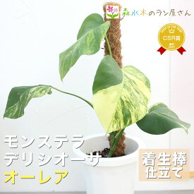 『モンステラ・デリシオーサ・オーレア』Monstera deliciosa ‘Aurea’ 7号鉢 着生棒仕立て 観葉植物 斑入り 黄斑 国内選抜優良株 レア 繁殖 植物 コレクション おしゃれグリーン インテリア 入手困難 室内向 育て方