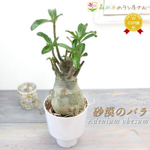『砂漠のバラ アデニウム』Adenium obesum 4号ポット鉢 ミニ観葉 塊根植物 コーデックス 多肉植物 ユニーク観葉植物 オベスム サボテン 乾燥に強く育てやすい ピンクの花が咲くおしゃれグリー