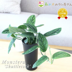 『モンステラ シャトルコック ロングポット仕立て』Monstera ‘Shuttlecock’ 4号ポット鉢 ミニ観葉 ジェイドシャトルコック 繁殖 数量限定 観葉植物 珍しい コレクターさんマニアさん初心者さ