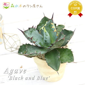 『アガベ ‘ブラックアンドブルー’』Agave ‘Black and Blue’ 3号ポット鉢 アガベ チノチタ選抜株 優良株 Agave titanota ミニ観葉 多肉植物 リュウゼツラン 繁殖 観葉植物 おしゃれグリーン インテ