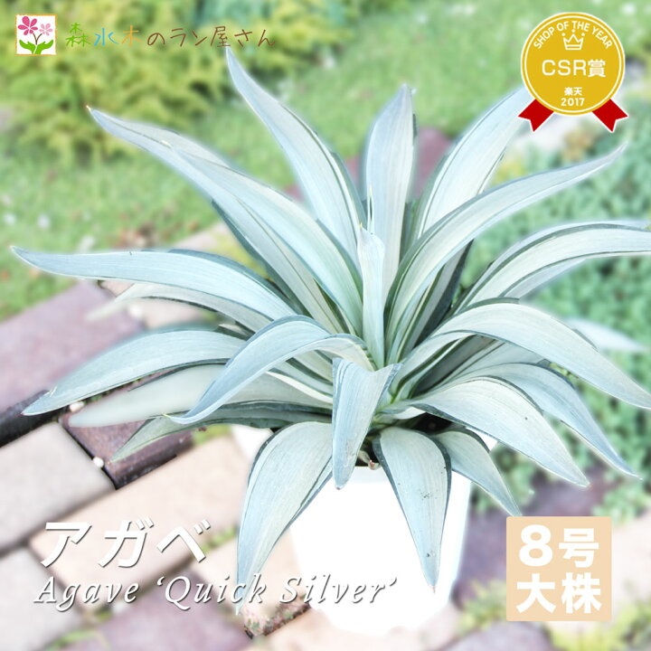 楽天市場】『アガベ・クイックシルバー』 Agave 