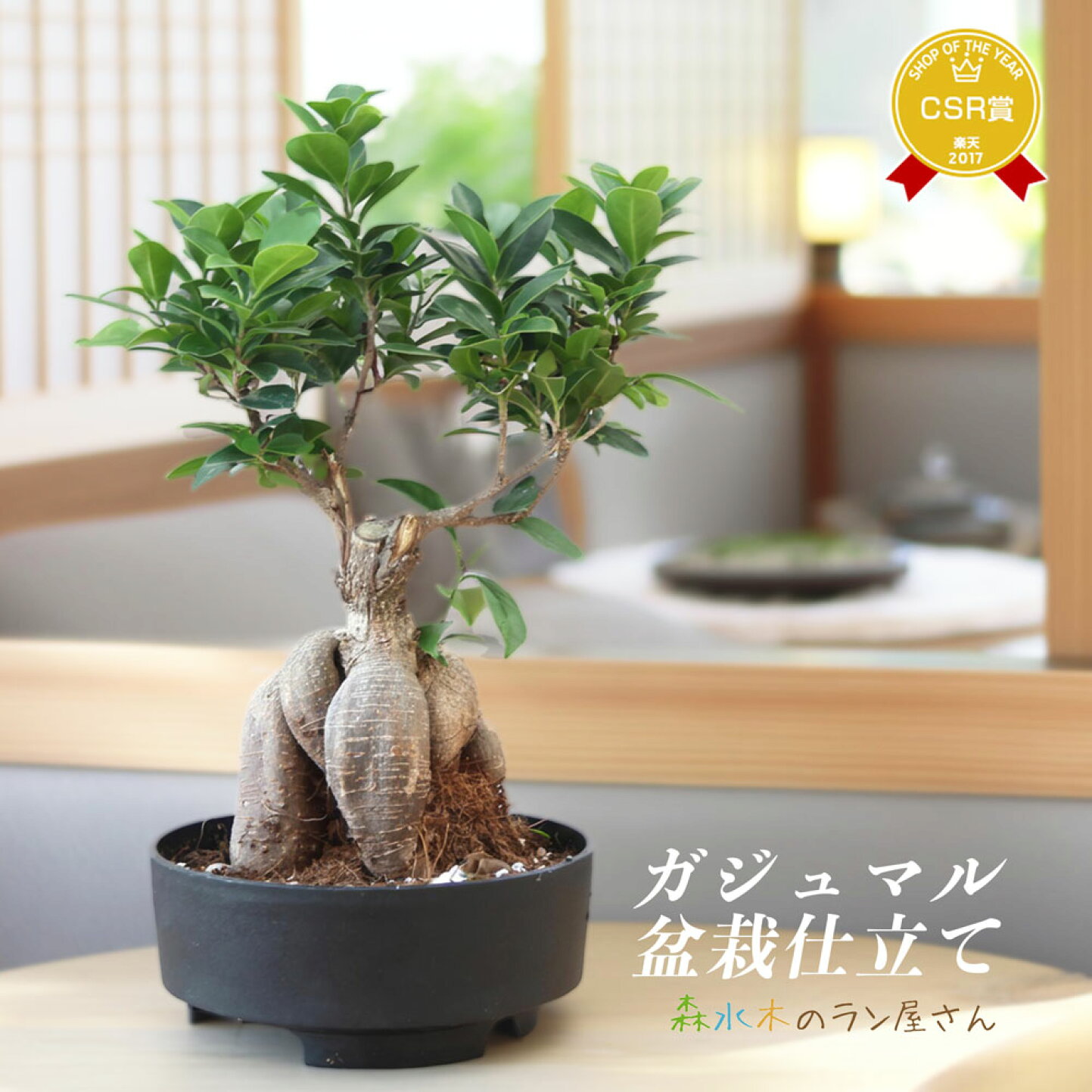 ガジュマル 育て 方