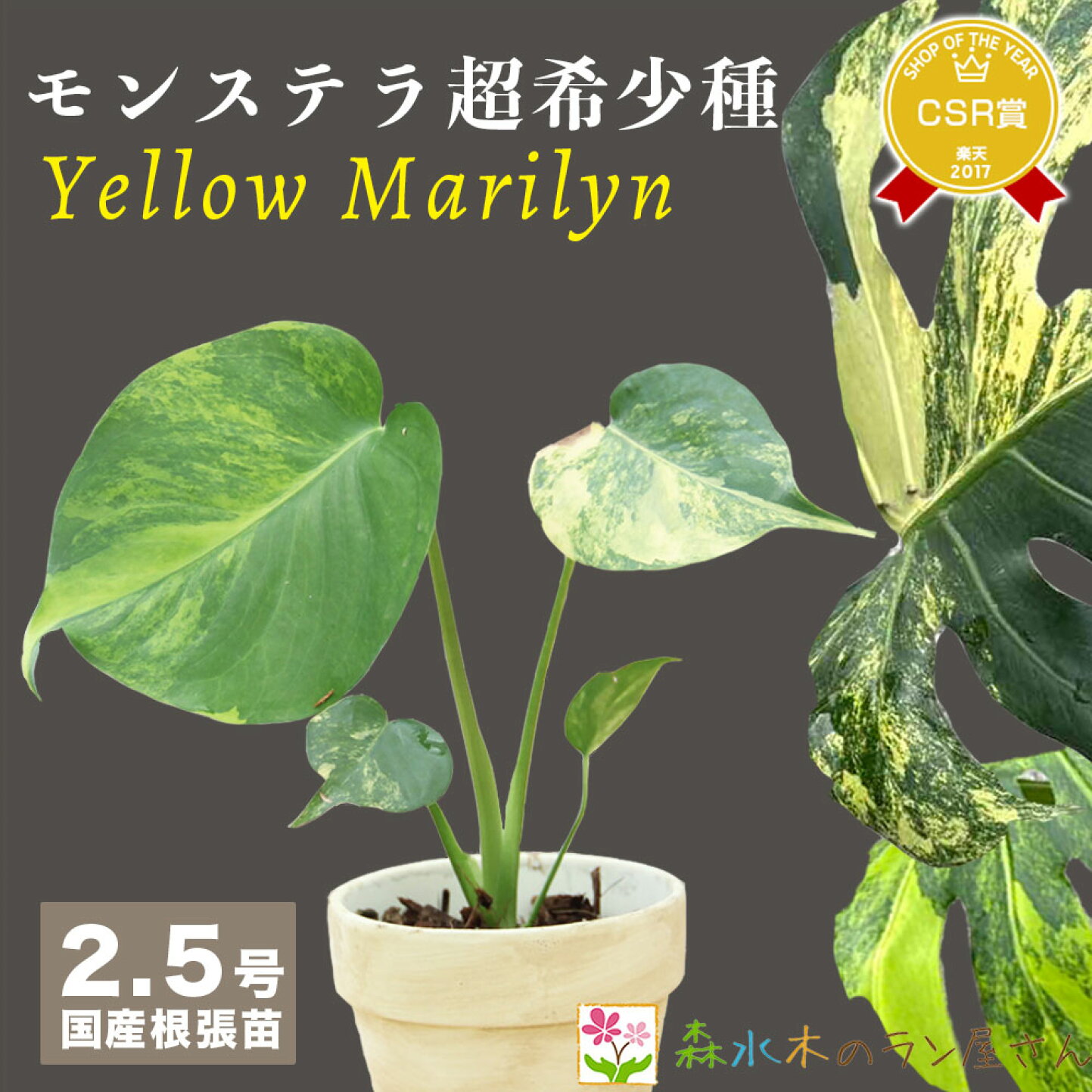 楽天市場 | 森水木のラン屋さん - モンステラ・イエローマリリンの育て 