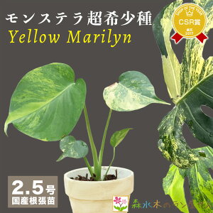 wXe CG[}xϗtA  3|bg A󏭕i ~jϗt ɐB ʌ  O[ CeA 荢  ͔| cZbg 엿 ĕ Mons