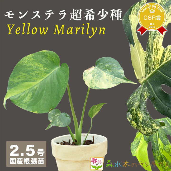 楽天市場】『モンステラ イエローマリリン』観葉植物 黄斑 3号ポット鉢 