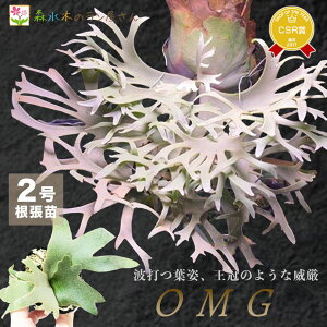 �w�r�J�N�V�_ �E�B�����L�[ OMG�x�R�E�������� �h���[�t 2�����ۃ|�b�g�� �͔| �c�Z�b�g �ϗt�A�� ���p�V�_