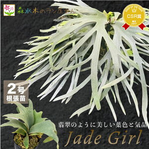 �w�r�J�N�V�_ �E�B�����L�[ �W�F�C�h�K�[���x�R�E�������� �h���[�t 2�����ۃ|�b�g�� �͔| �c�Z�b�g �ϗt�A�� ���p�V�_