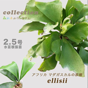 wrJNV_EGV[xRE 2.5ۃ|bg tTCY ɐB Ă₷ S҂ɂ ʌ ϗtA  O[ CeA 荢  