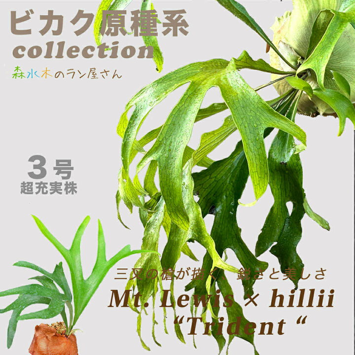 楽天市場】『ビカクシダ・トライデント』コウモリラン 3号水苔ポット鉢 
