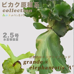 wrJNV_iREjeAfx2.5ۃ|bg Platy. (grande × elephantotis) 'A' lCz tTCY ɐB ^ ϗtA O[ CeA 荢 pV_ cZbg 