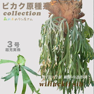 �w�r�J�N�V�_�i�R�E���������j�E�B�����L�[�x3�����ۃ|�b�g�� �t�� ��Ă₷�� ���S�Ҍ����@ �c�Z�b�g