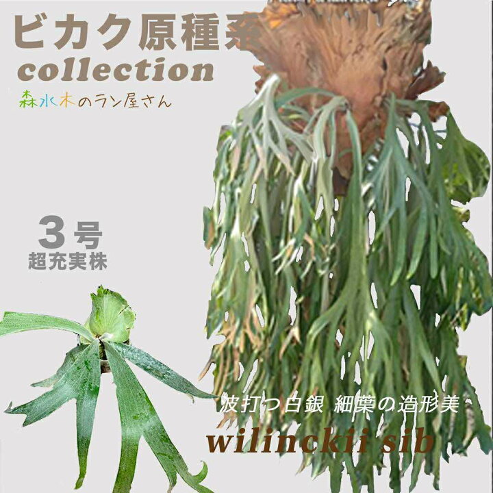 楽天市場】『ビカクシダ（コウモリラン）ウィリンキー』3号水苔ポット 