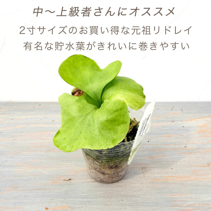 楽天市場】【エントリーで4/17までP10倍】『ビカクシダ（コウモリラン 