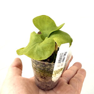 �w�r�J�N�V�_�i�R�E���������j���h���C�x2�� 3�����ۃ|�b�g���y12�����{���͂��\��z �t���T�C�Y �ϗt�A�� ���p�V�_ �͔| �c�Z�b�g